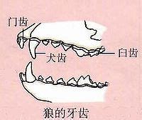 狼的牙齒